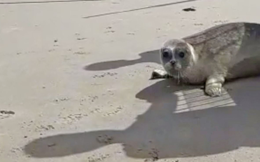 Zeehond Lana terug naar zee