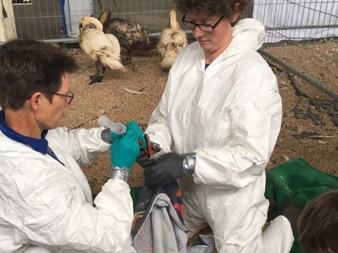 Dierverzorgers in witte pakken geven met olie besmeurde zwaan vocht via sonde