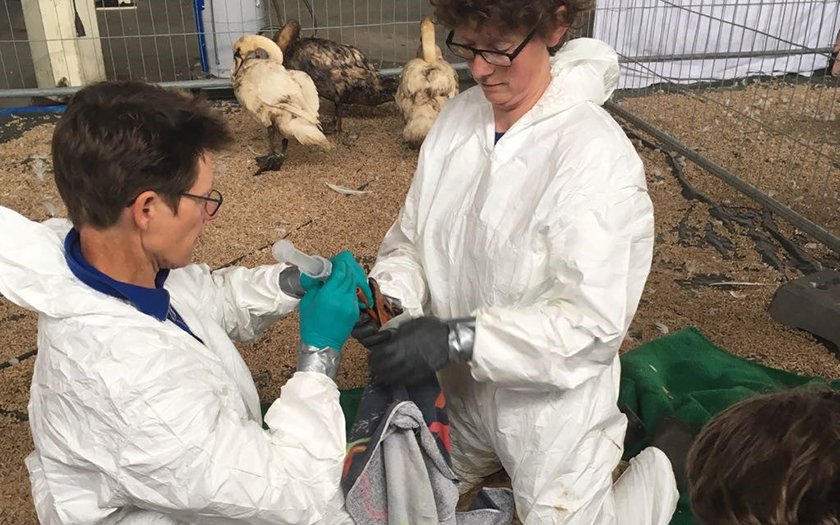 Dierverzorgers in witte pakken geven met olie besmeurde zwaan vocht via sonde