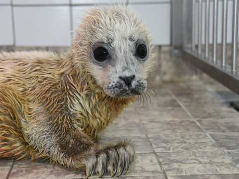 Te vroeg geboren zeehondje met lange witte geboortevacht