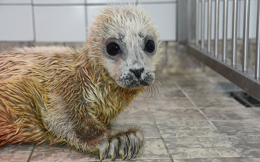 Te vroeg geboren zeehondje met lange witte geboortevacht