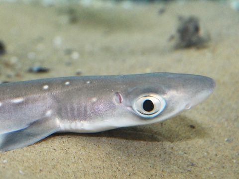 Doornhaaitje in Zeeaquarium Ecomare