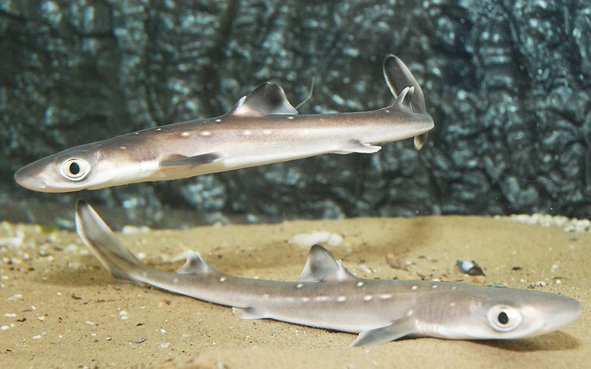 Doornhaaitjes in het Zeeaquarium van Ecomare