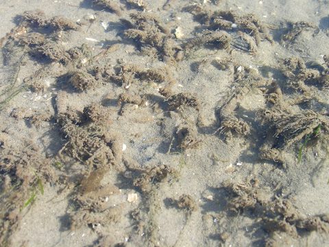 Zandkokerwormen op het wad