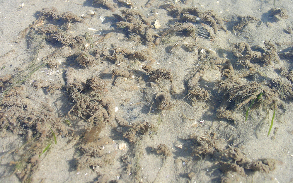 Zandkokerwormen op het wad