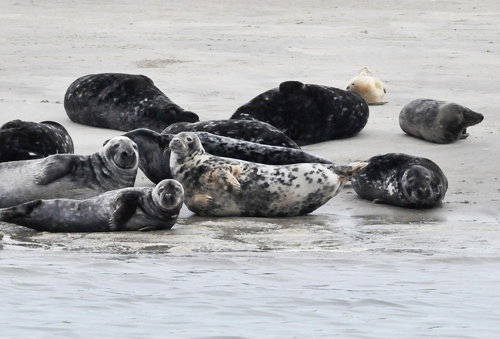 Zeehonden op het wad