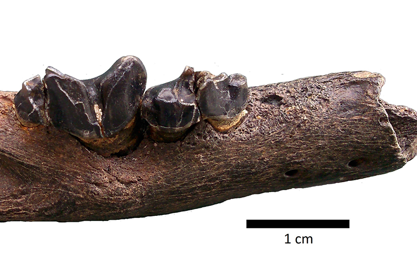 Close-up fossiele onderkaak lynx