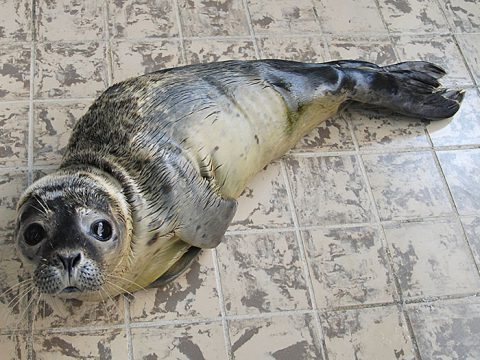 Opvangzeehond Lucky op tegels