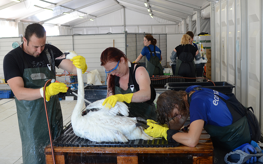 Drie verzorgers wassen een zwaan