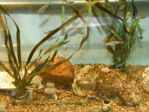 Anemoontjes en kleine visjes in demonstratie-aquarium