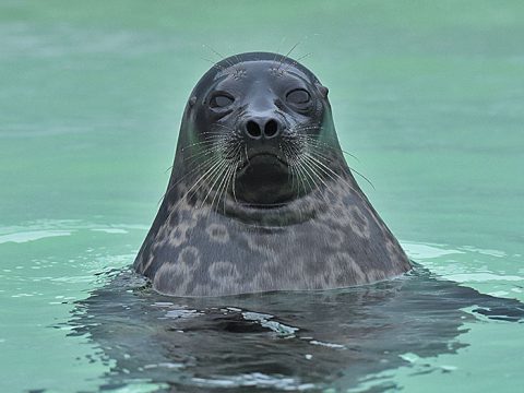 Seals, Life And Facts | Ecomare Texel