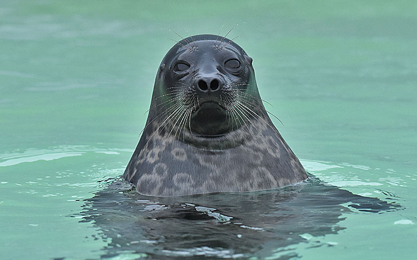 Seals, facts and photos