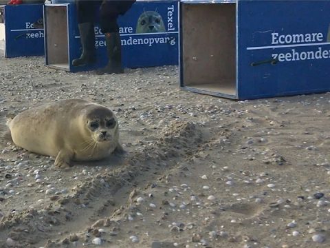 Zeehonden terug naar zee