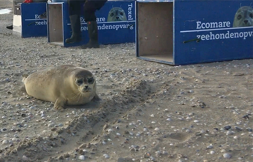 Zeehonden terug naar zee