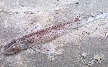 Dode hondshaai op het strand