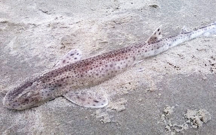 Dode hondshaai op het strand (c) Femke de Korte