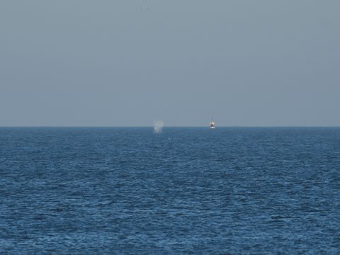 Bultrug voor kust van Texel (c) Mick Peerdeman