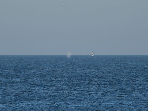 Bultrug voor kust van Texel (c) Mick Peerdeman