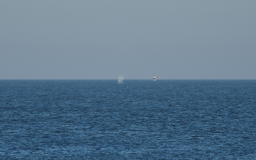 Bultrug voor kust van Texel (c) Mick Peerdeman