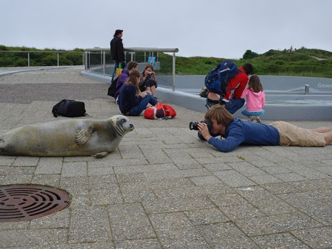 Zeehond ligt buiten het bassin en bezoeker ligt op zijn buik haar te fotograferen