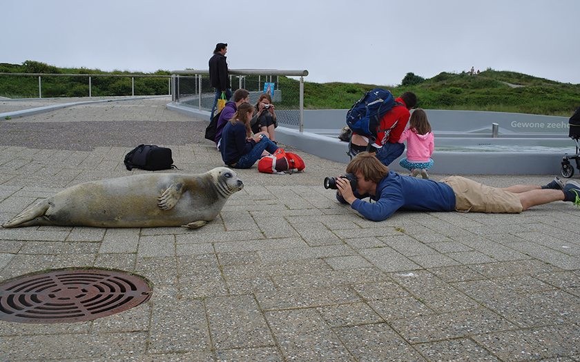 Zeehond ligt buiten het bassin en bezoeker ligt op zijn buik haar te fotograferen