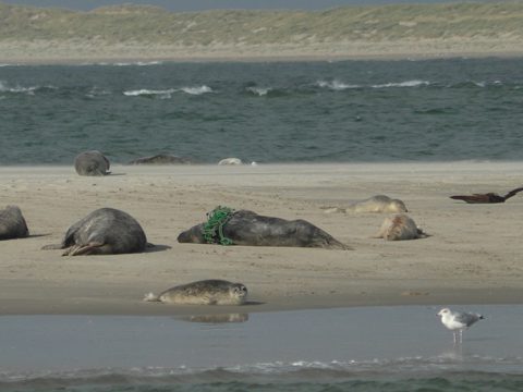 Zeehond verstrikt in net ((c) Het Sop)