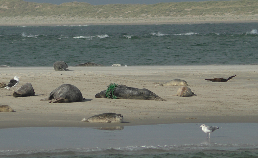 Zeehond verstrikt in net ((c) Het Sop)