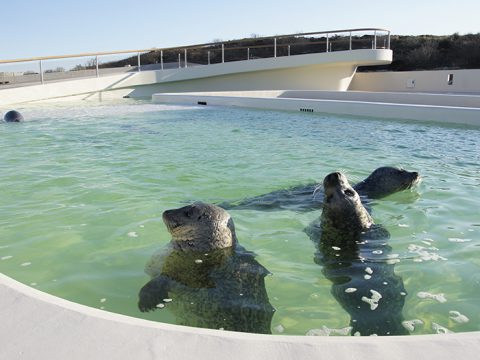 Gewone zeehonden in het grote bassin