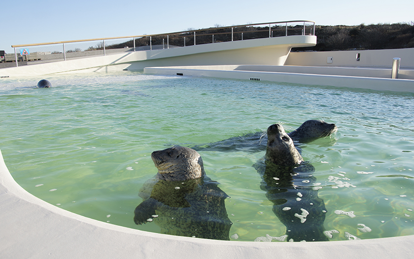 Gewone zeehonden in het grote bassin