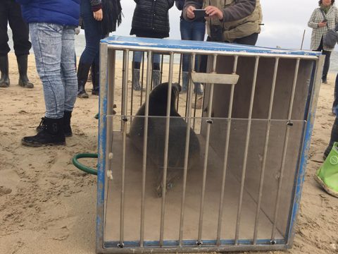 Zeehond in uitzetkist op het strand