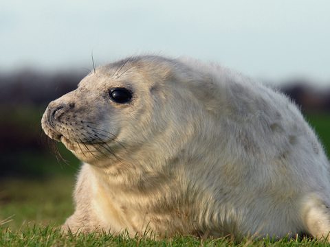 grijze zeehondenpup