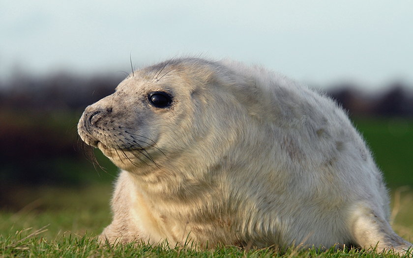 grijze zeehondenpup