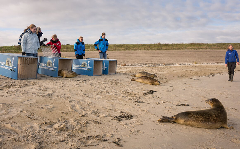 De zeehonden bobberen uit de transportkisten