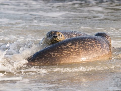 Zeehonden terug naar zee