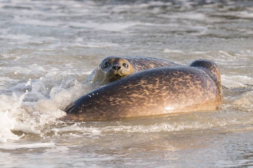 Zeehonden terug naar zee