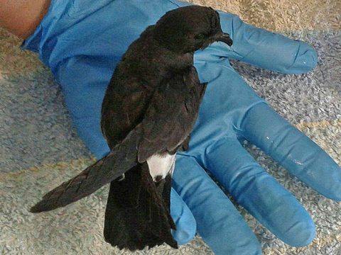 Stormvogeltje op hand