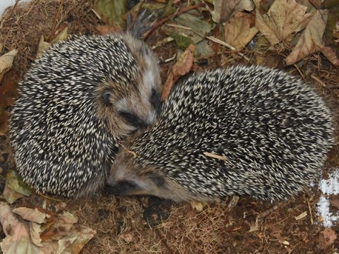 Twee egels in bladeren