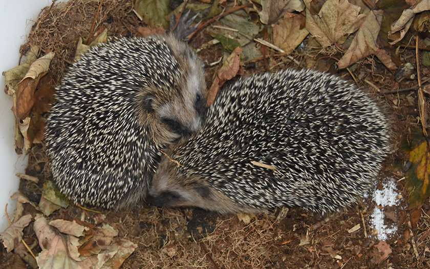 Twee egels in bladeren