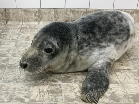 Zeehondenpup bij Ecomare