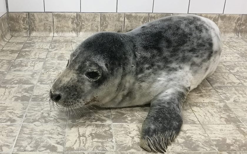 Zeehondenpup bij Ecomare