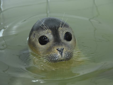 Opvangzeehond, kopje boven water