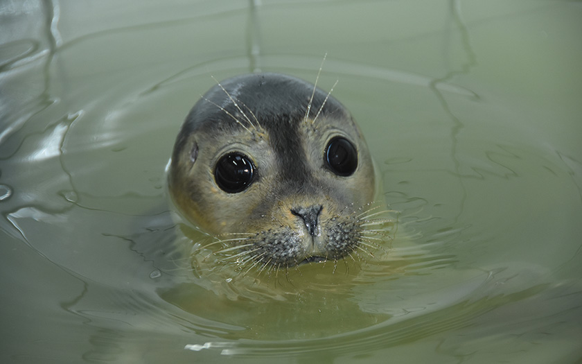 Opvangzeehond, kopje boven water