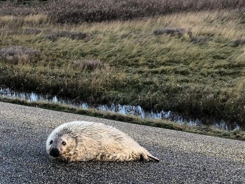 grijze pup op dijk-moeder zichtbaar