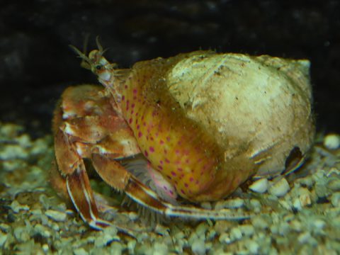 Heremietkreeft in wulkschelp met mantelanemoon op de schelp