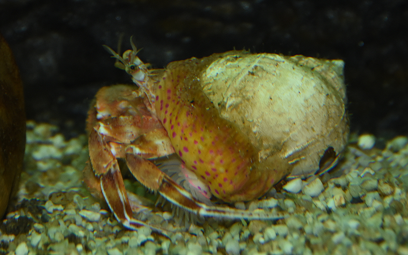 Heremietkreeft in wulkschelp met mantelanemoon op de schelp