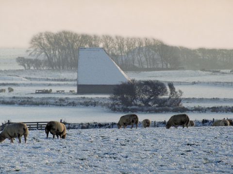 Schapenboet op de Hoge berg in de sneeuw