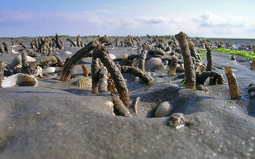 Tube worms, shellfish: the mud flats care full of life