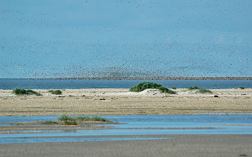 Duizenden vogels zijn afhankelijk van het waddengebied