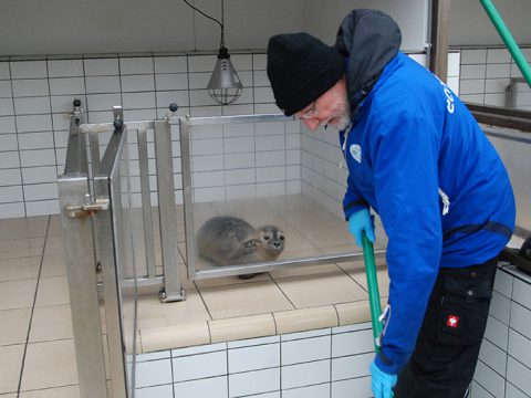 Dierverzorger maakt badje schoon terwijl zeehond toekijkt