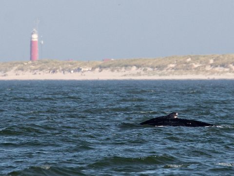 Bultrug in zee, vuurtoren op achtergrond